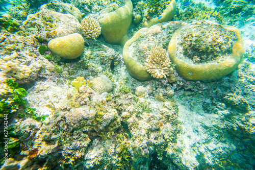 Landscape at the Fiji Islands, Oceania photo