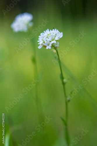 White flower