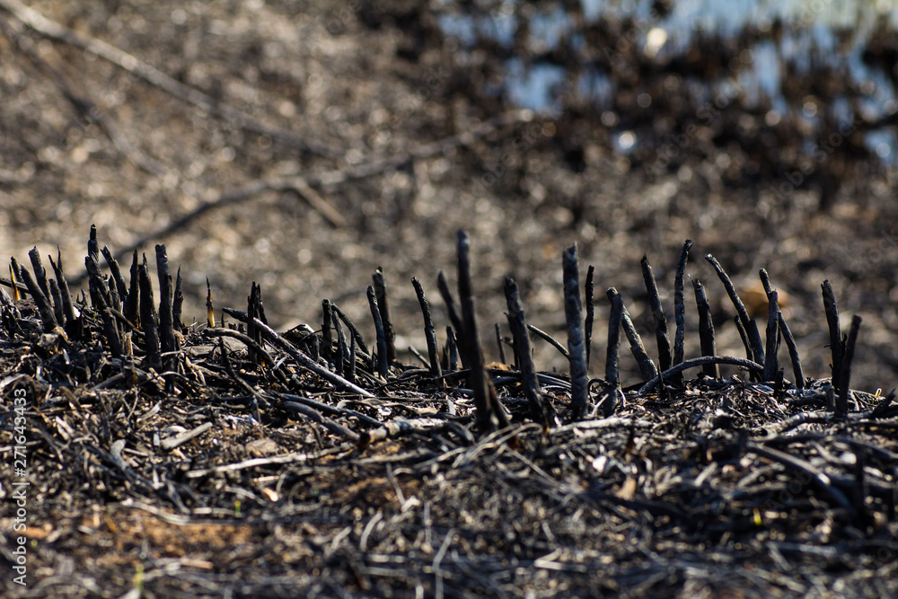 Fototapeta premium Grass after a fire on the field