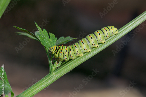 Closeup Macro of an Old World Papilio Machaon Swallowtail Butterfly Caterpillar Eating Celery Leaves on a Dark Background