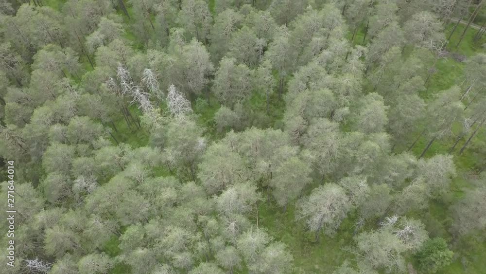 Aerial Drone of Forest, Trees Aerial Drone of Forest, Trees