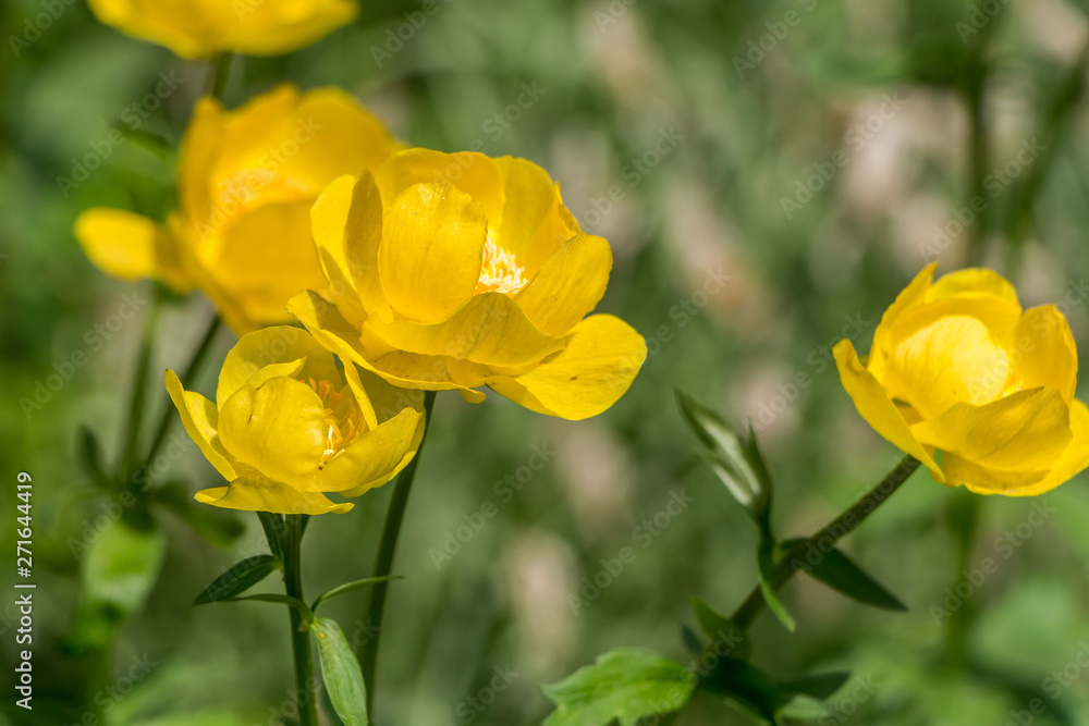 A group of yellow globeflower or globe flower is on a green background of leaves and grass in a park in summer A group of yellow globeflower or globe flower is on a green background of leaves and grass in a park in summer