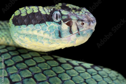 Sri Lankan pitviper (Trimeresurus trigonecephalus) photo