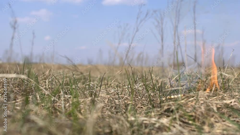 Arson of dry spring grass on the field with a burning match, a man puts out a fire with his foot Arson of dry spring grass on the field with a burning match, a man puts out a fire with his foot