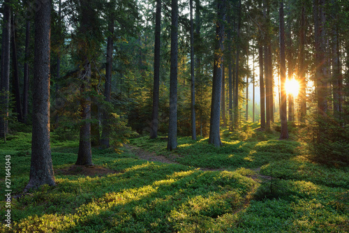 Italy, Trentino, Sun with sunbeams in forest at sunrise photo