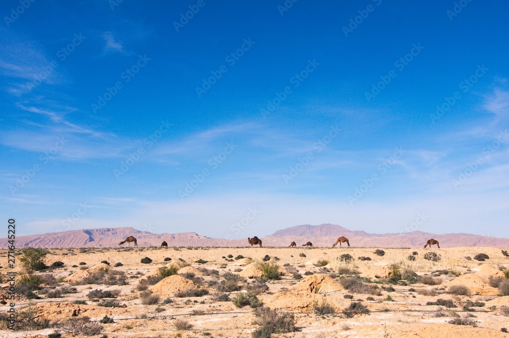 Camels Grazing in The Desert