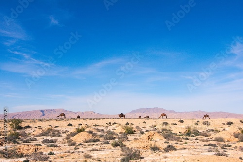 Camels Grazing in The Desert