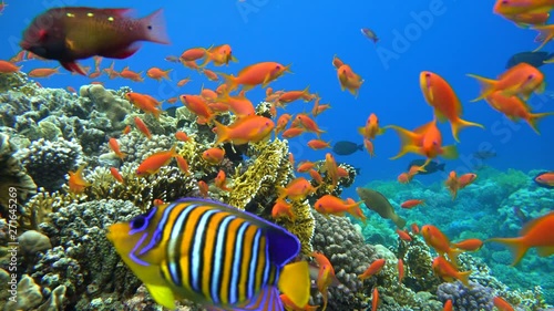 Wallpaper Mural Diving. Tropical fish and coral reef. Underwater life in the ocean. Torontodigital.ca