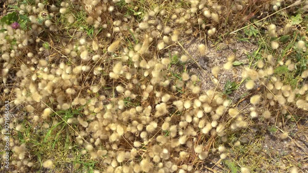 Beautiful blooming fluffy plants growing outdoors in soil of Africa. Tunisia. Beautiful nature 4k video background. Beautiful blooming fluffy plants growing outdoors in soil of Africa. Tunisia. Beautiful nature 4k video background.