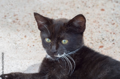 Pretty black and white kitten crouched on the floor