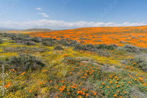 Wildflower super bloom near...
