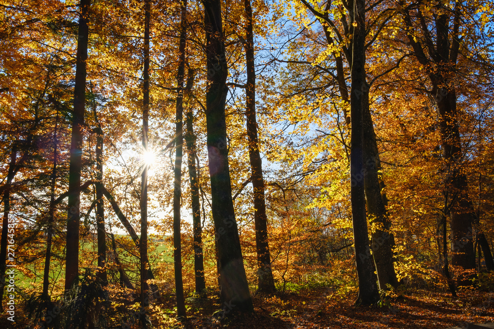 Germany, Bavaria, autumnal beech forest in sunshine near Dietramszell Germany, Bavaria, autumnal beech forest in sunshine near Dietramszell
