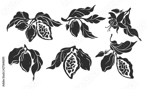 Cocoa set. Vector botanical hand drawn design
