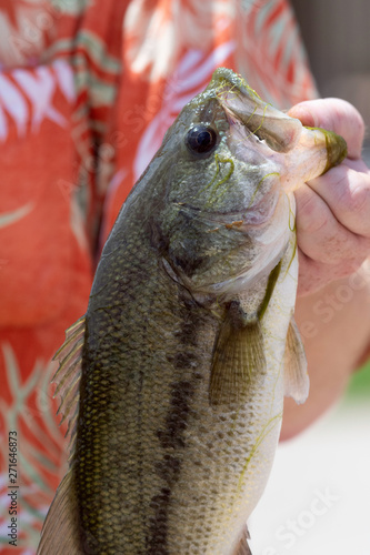 Largemouth bass closeup photo