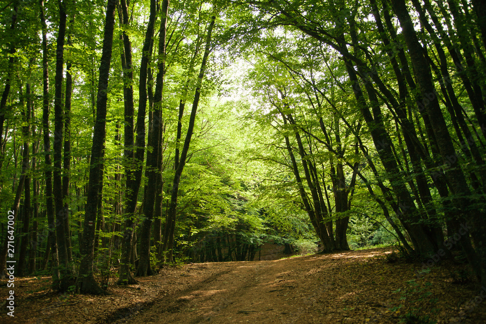 Fototapeta premium Tourist road in the summer beech forest