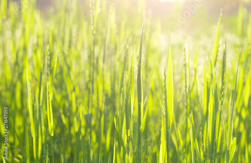 green grass in the sun