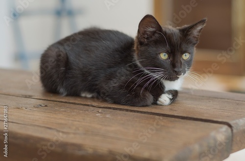 Pretty black and white kitten crouched on the wooden bench