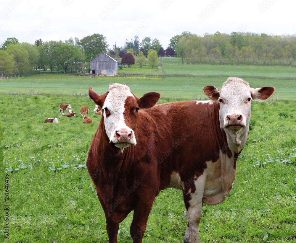 Two Hereford cows digitally manipulated to look like they are joined together. Concept of pulled in two directions and do not know which way to go Two Hereford cows digitally manipulated to look like they are joined together. Concept of pulled in two directions and do not know which way to go