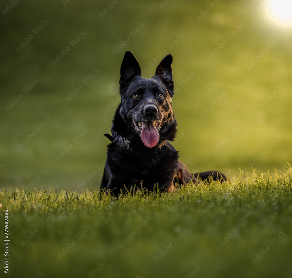 Belgian Shepherd dog sitting on the grass of a natural park