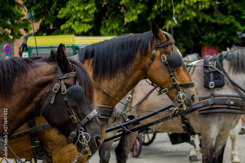 group of driving horses