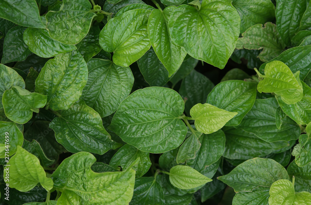 Plant of chaplo Thai herbs grows in a garden,Wild betel leaf bush Plant of chaplo Thai herbs grows in a garden,Wild betel leaf bush