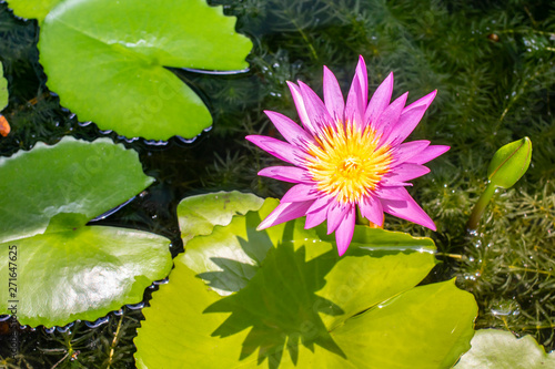 Top view beautiful lotus flower in pond. Water lily floating above in water.