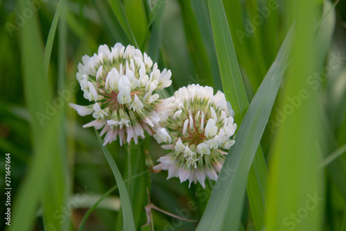 シロツメクサの双子