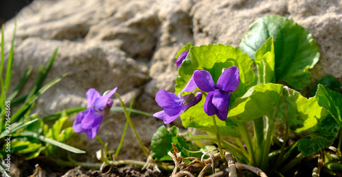 Blue violets in the forest Viola odorata, Wood violets flowers, sweet violet. The plant is known as Banafsa, Banafsha or Banaksa in India. The symbol of Athens photo