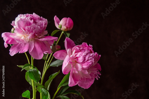 Beautiful background with pink peony flowers