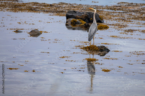 Gray heron photo