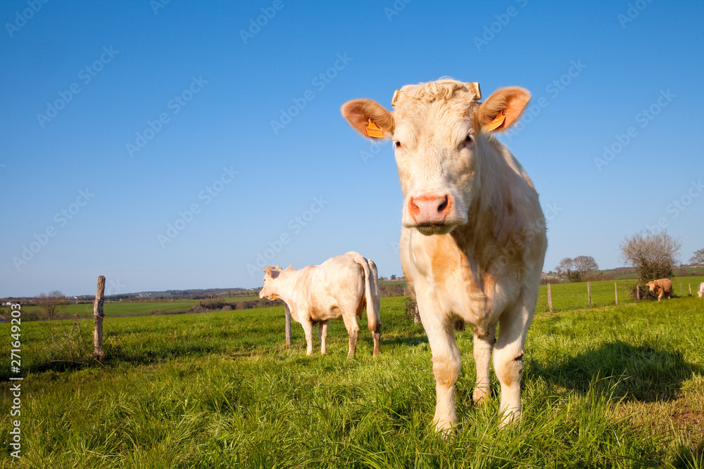 Troupeau de vache, race à viande, dans les champ Troupeau de vache, race à viande, dans les champ