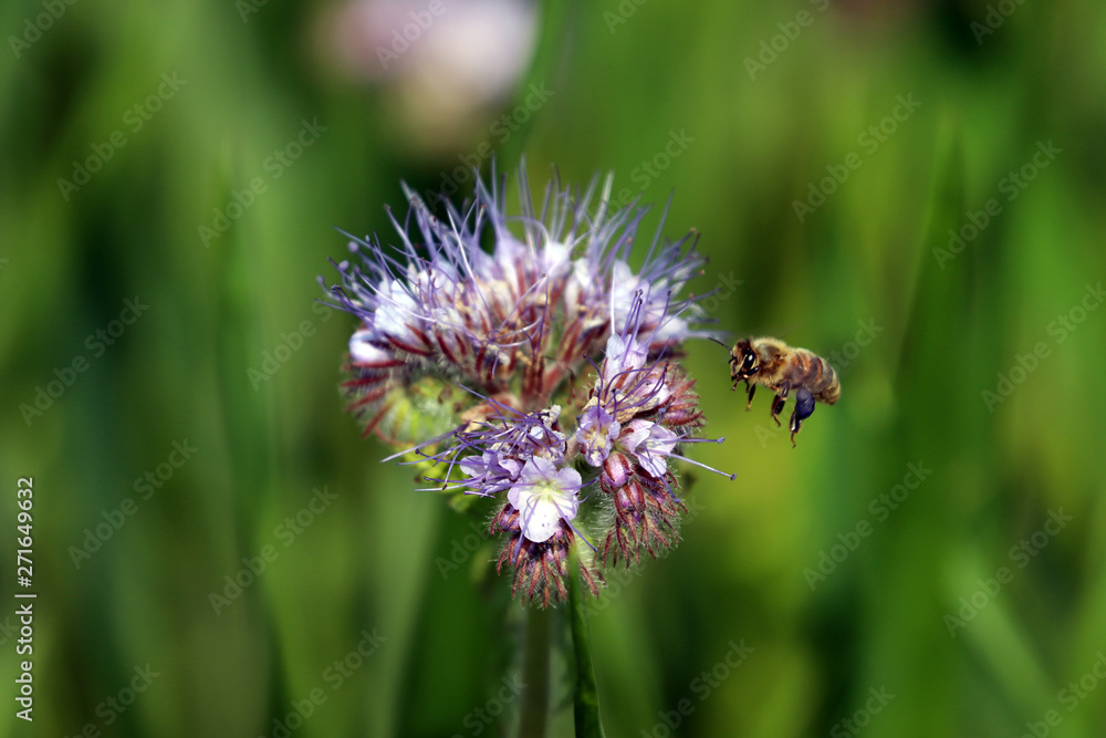 Une abeille atterrit sur une fleur Une abeille atterrit sur une fleur