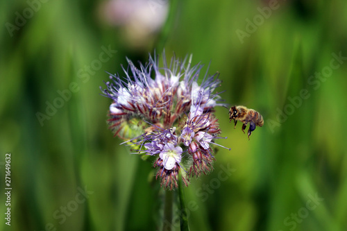 Une abeille atterrit sur une fleur