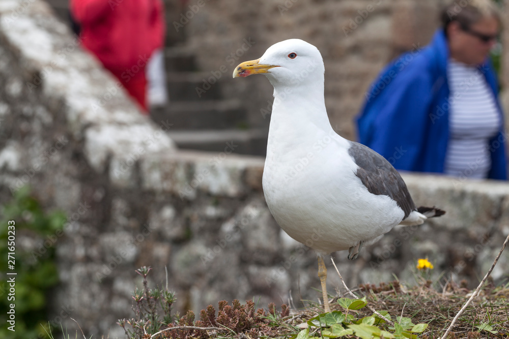 Obraz premium seagull on rock