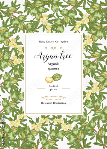Argan tree, argania spinosa background. Colorful nuts, leaves and flowers. Medical and cosmetic plants. Vector illustration botanical.