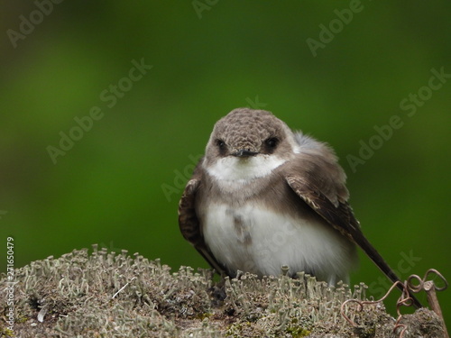 bank swallow looking at me