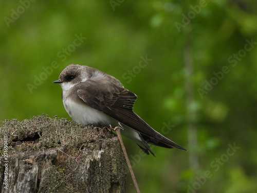 side shot of a bank swallow