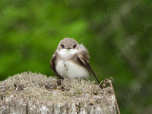 bank swallow on fence post