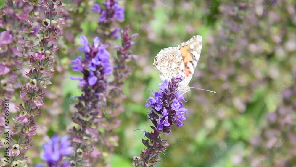 butterfly sitting on a sage flower close-up. bee on sage flowers. nature of Krasnodar. insects in nature butterfly sitting on a sage flower close-up. bee on sage flowers. nature of Krasnodar. insects in nature