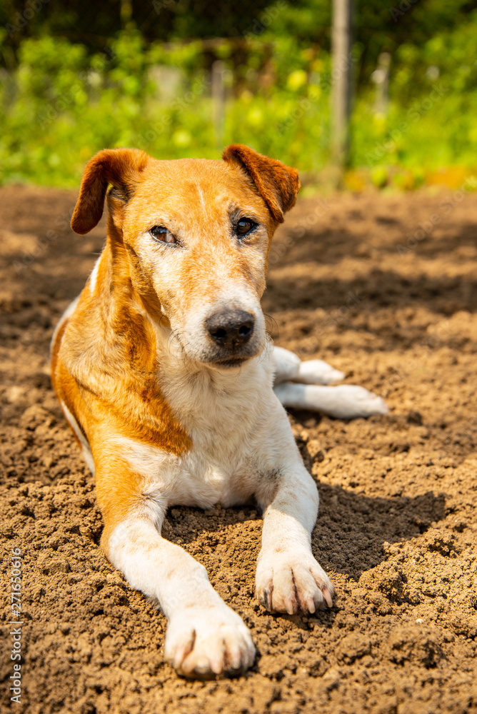 pure foxterrier breed napping in garden pure foxterrier breed napping in garden