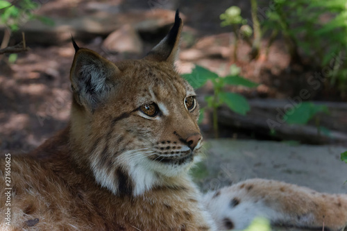 eurasian lynx lynx © Luk