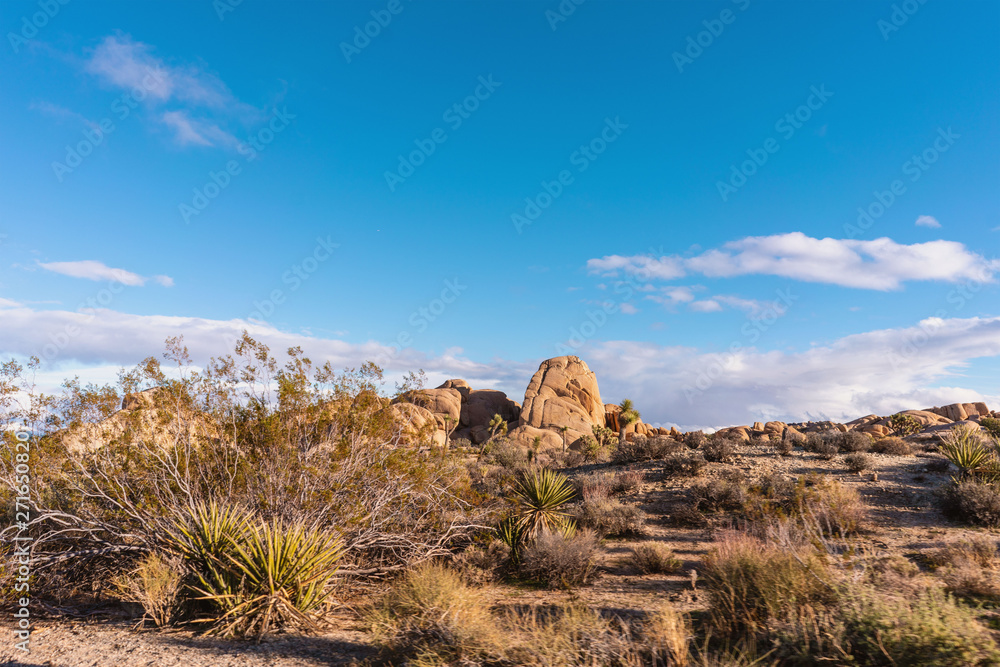 Wild Californian nature landscape with yucca trees and desert rocks. 