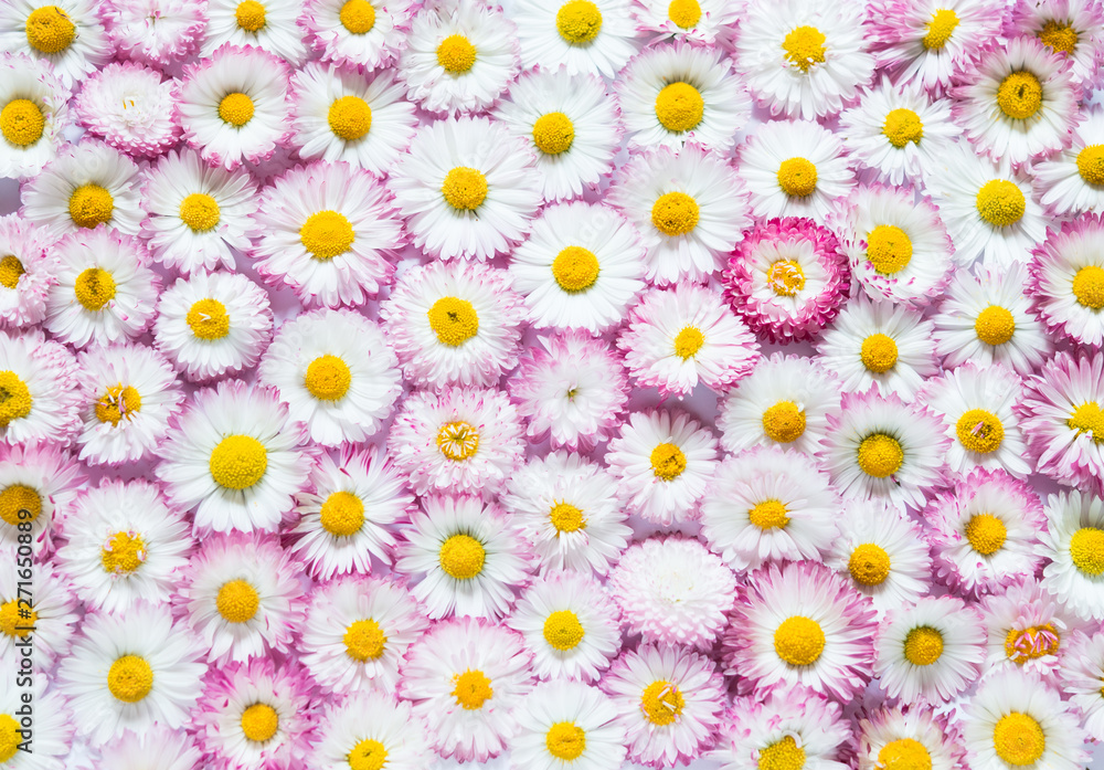 Pink White Daisies Floral Background. Garden Flowers Pink White Daisies Floral Background. Garden Flowers