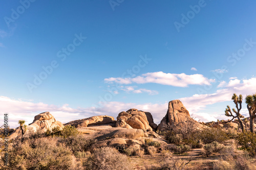 Rocks and yuccas landscape at Joshua Tree National park.
