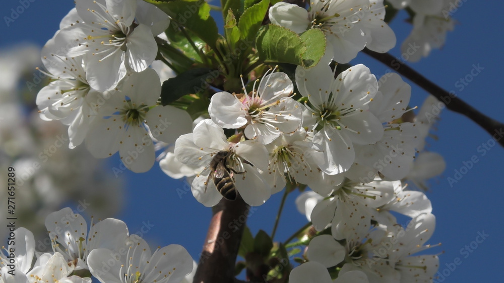 Obraz premium spring, blossoming apple tree, working bee, white flowers