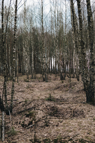 Fototapeta Naklejka Na Ścianę i Meble -  birch tree forest