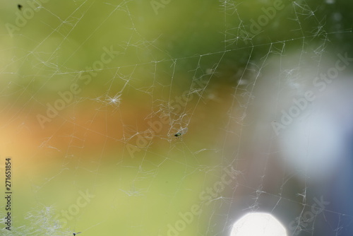real live spider net with catched insects