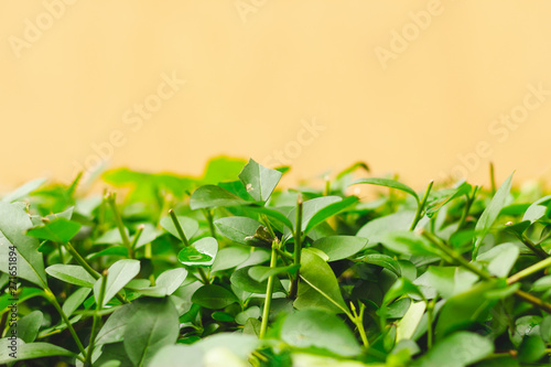 Fresh green branches with small pointy leaves in front of a bright orange background with copy space     Beautiful spring greenery with fine details on a sunny day