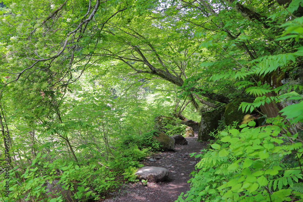 なえな滝へと続く山道 なえな滝へと続く山道