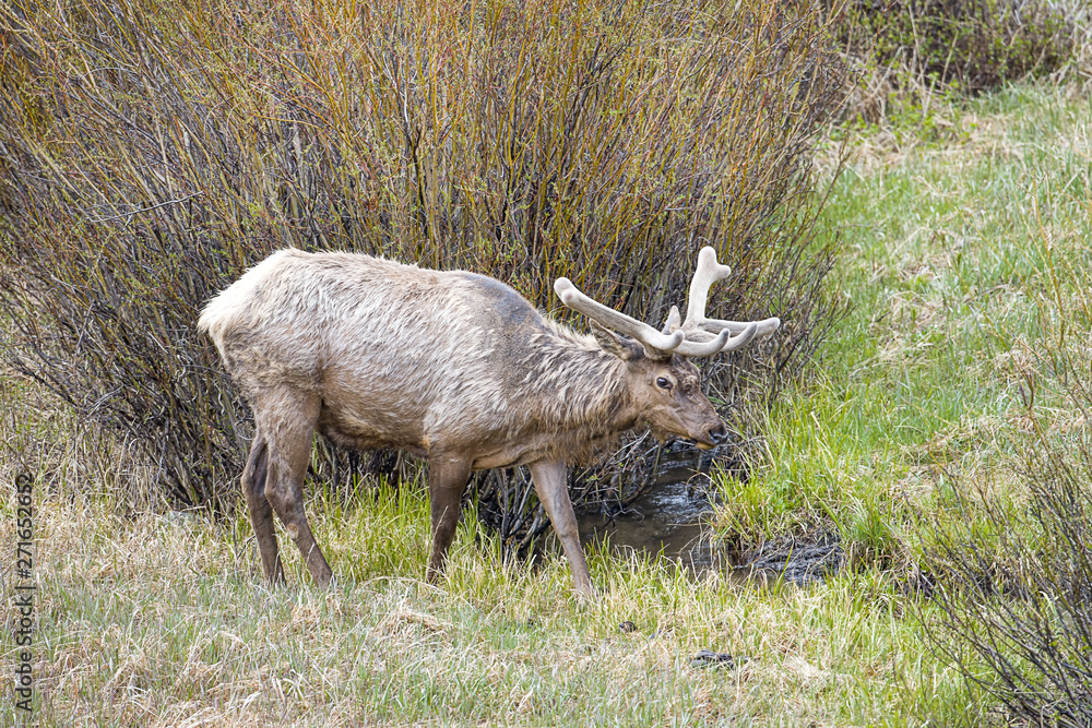 Elk crossing a stream. Elk crossing a stream.